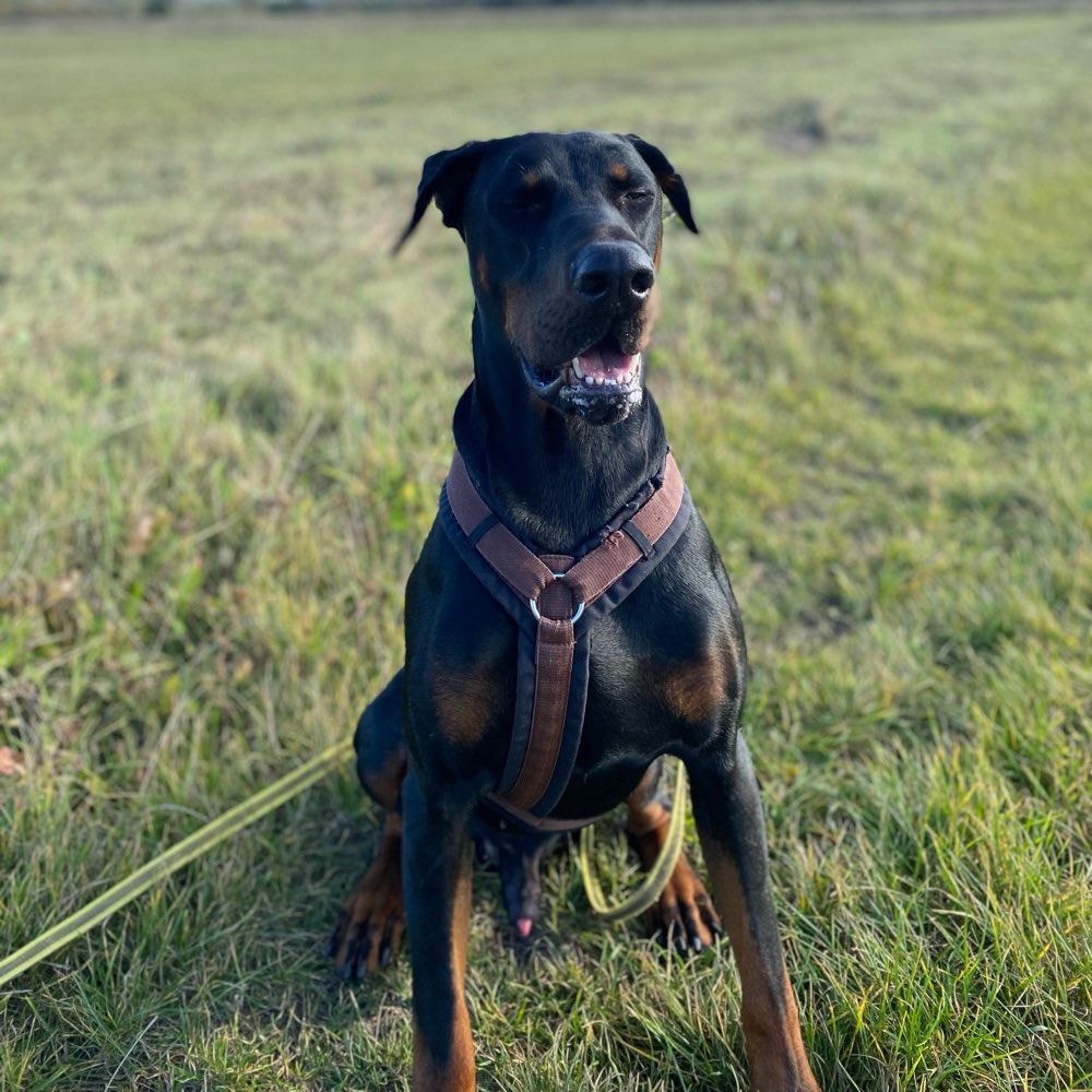 Hundetreffen-Harmonischer Spaziergang-Profilbild