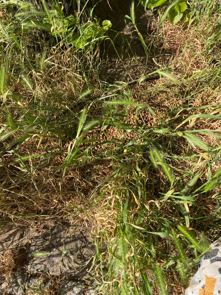 Giftköder-Möglicherweise Giftköder.-Profilbild