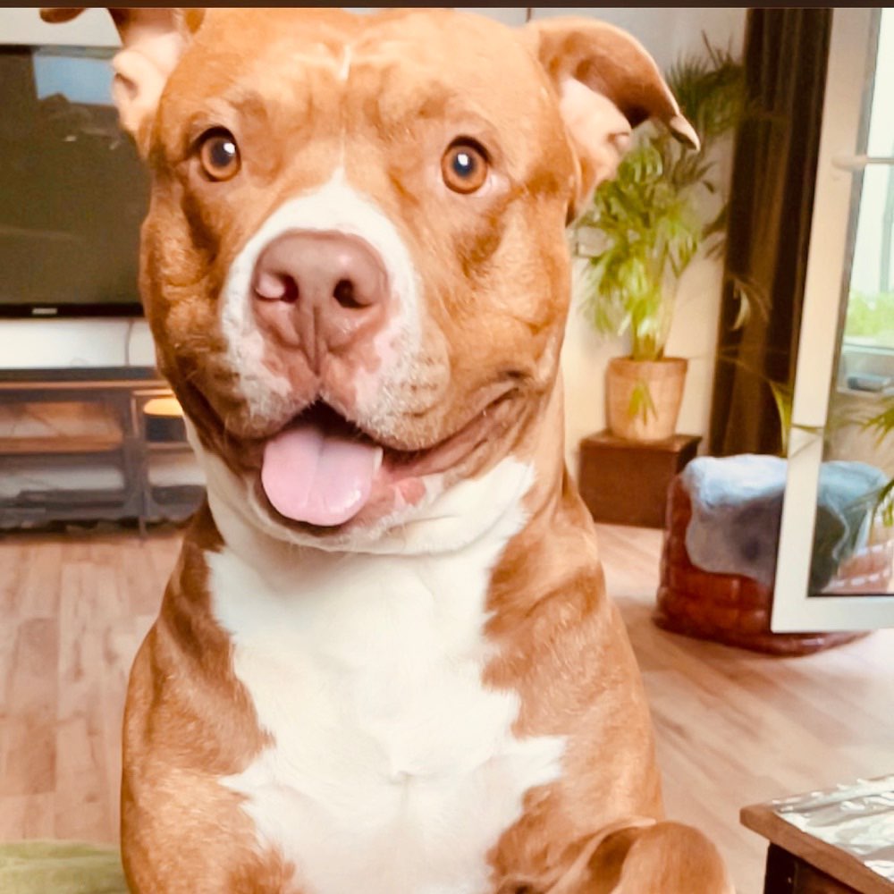 Hundetreffen-Spiel und Trainingsfreunde-Profilbild