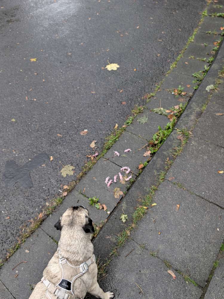 Giftköder-Tote Nestlinge (vermutlich Nagetiere)-Profilbild