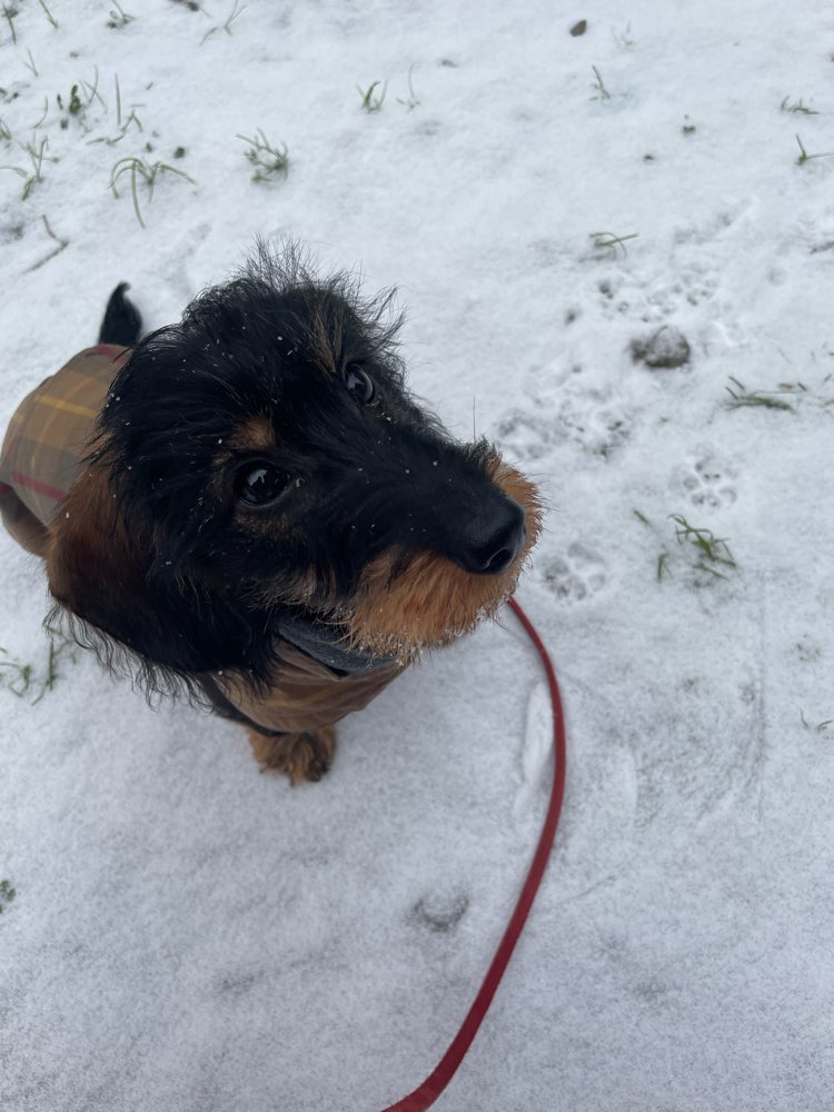 Hundetreffen-Social Walk- Dackel und kleine Hunde-Profilbild