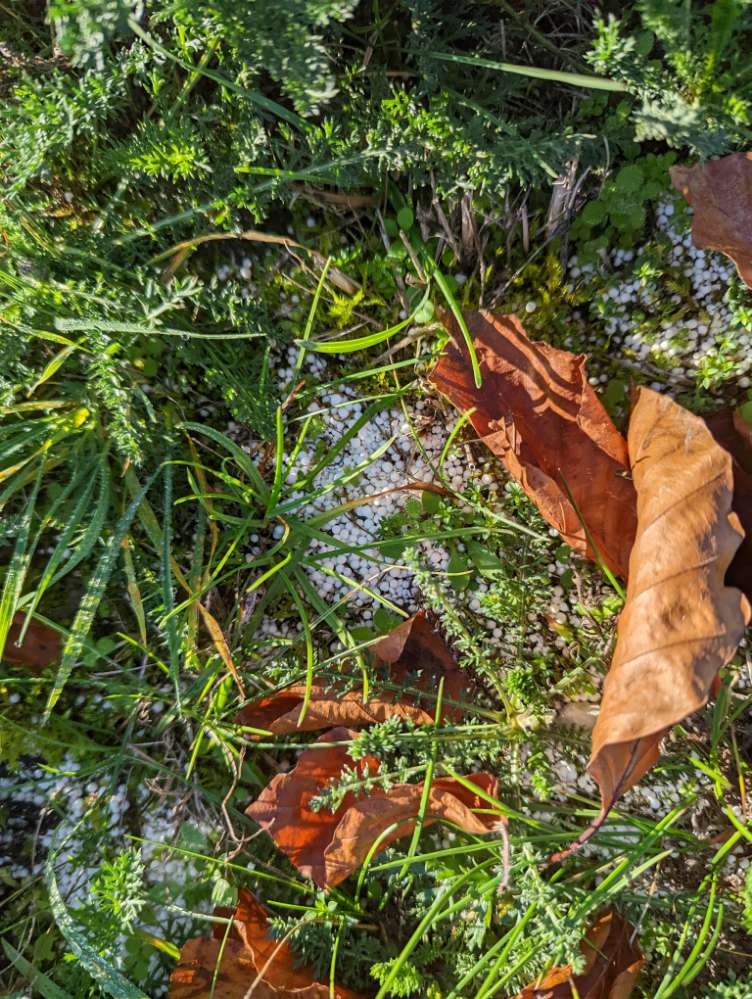 Giftköder-Rattengift liegt offen aus !-Profilbild