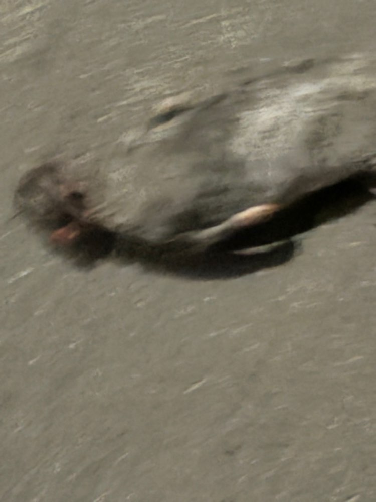 Giftköder-Tote Ratten-Profilbild