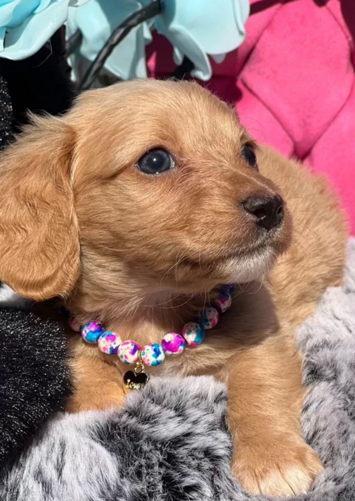 Hundetreffen-Welpen Freund gesucht-Profilbild