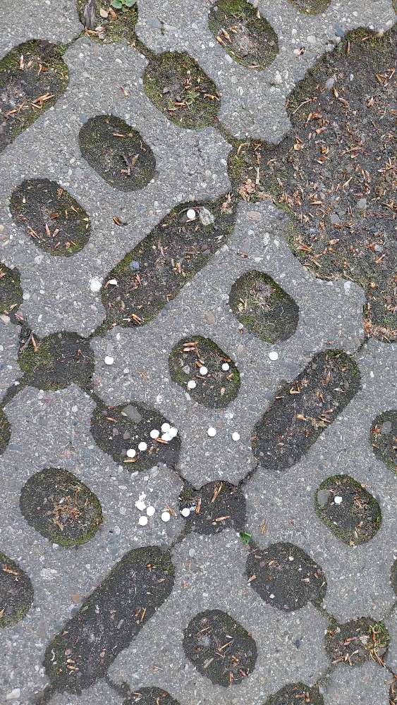 Giftköder-Unbekannte weiße Tablette-Profilbild