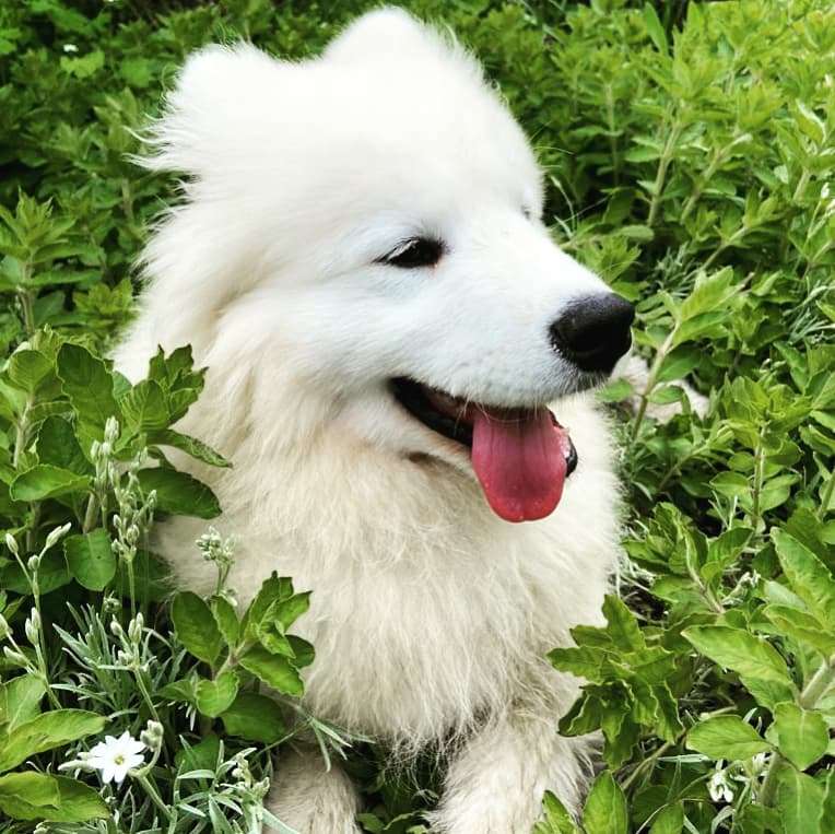 Hundetreffen-Spielstunde im Brettschneiderpark-Profilbild