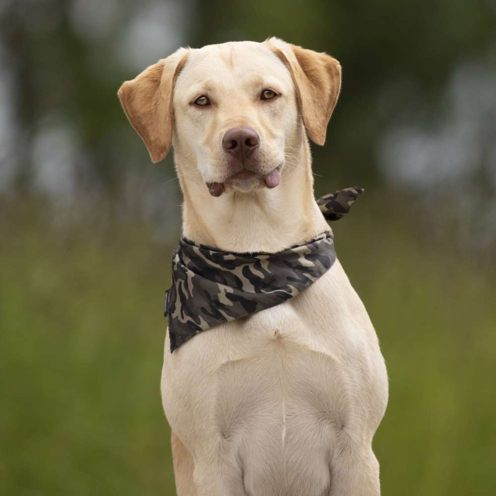 Hundetreffen-Spielrunde + Training-Profilbild