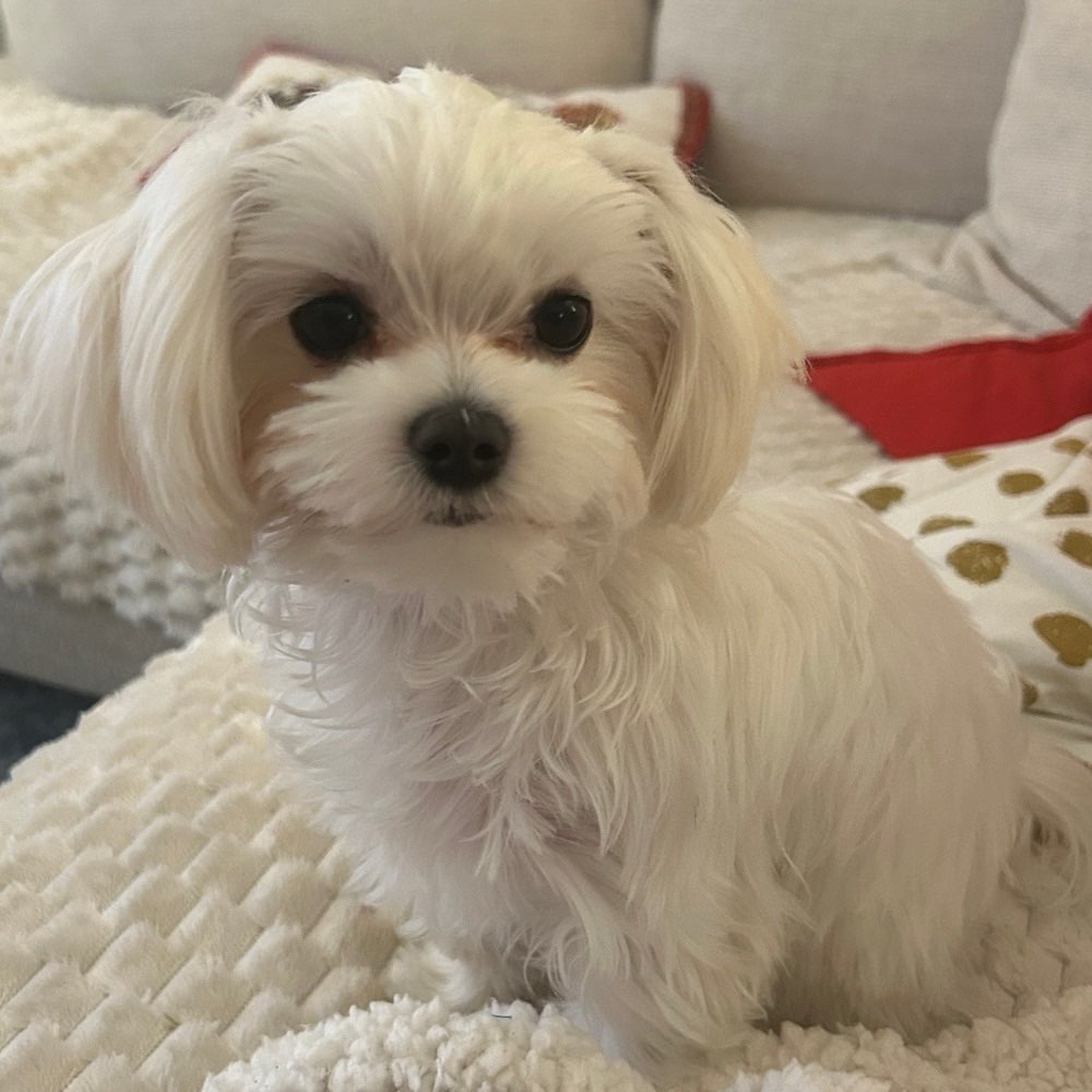 Hundetreffen-Kleine Freunde für Nala 🐶-Profilbild