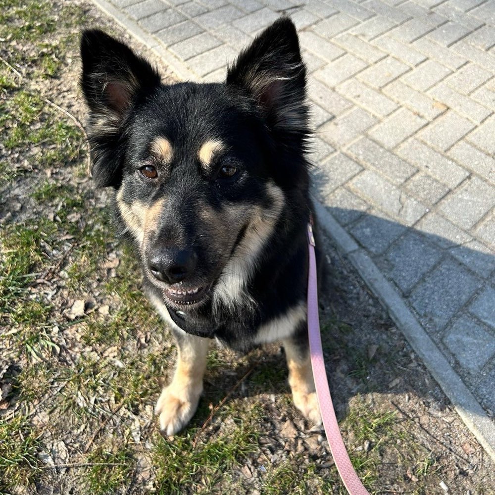 Hundetreffen-Gemeinsame Spaziergänge-Profilbild