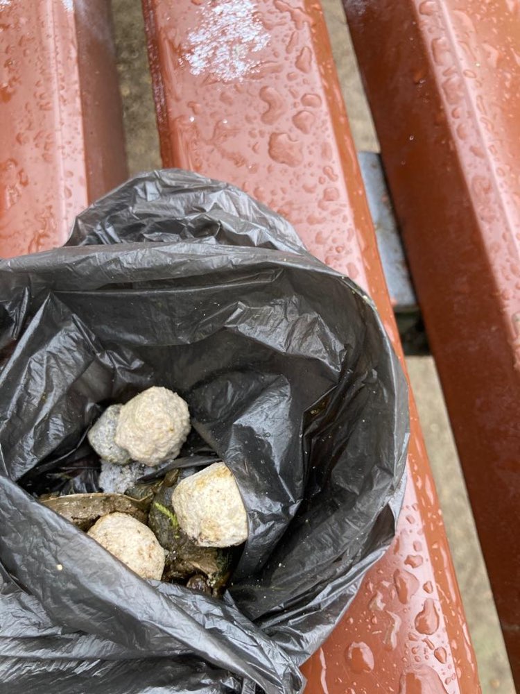 Giftköder-Mögliches Gift-Profilbild