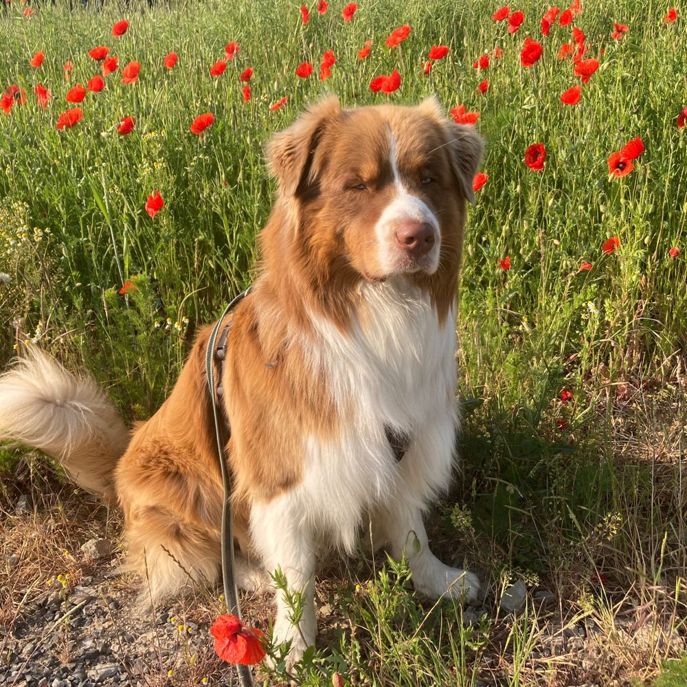 Hundetreffen-Gassirunde und Spielen-Profilbild