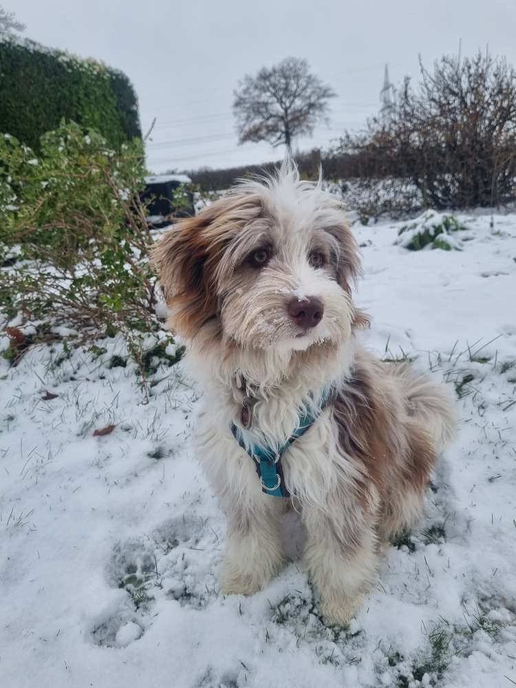 Hundetreffen-Gemeinsames Spazieren und Toben-Profilbild