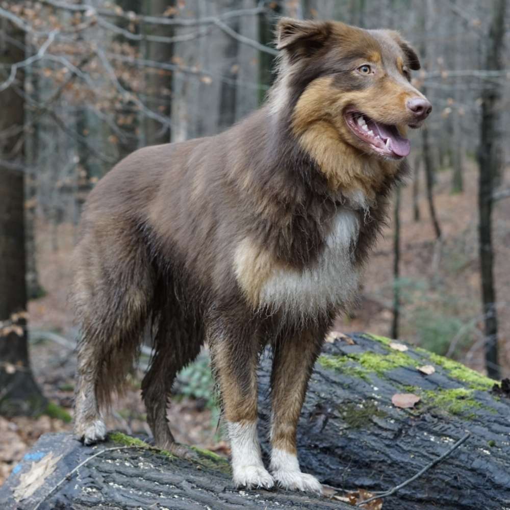 Hundetreffen-Gemeinsame Spiel-/Gassirunde-Profilbild
