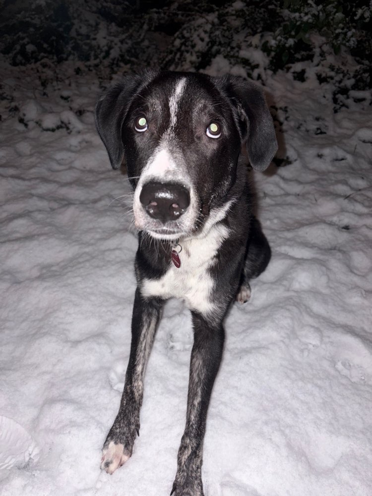 Hundetreffen-Gassi treff-Profilbild