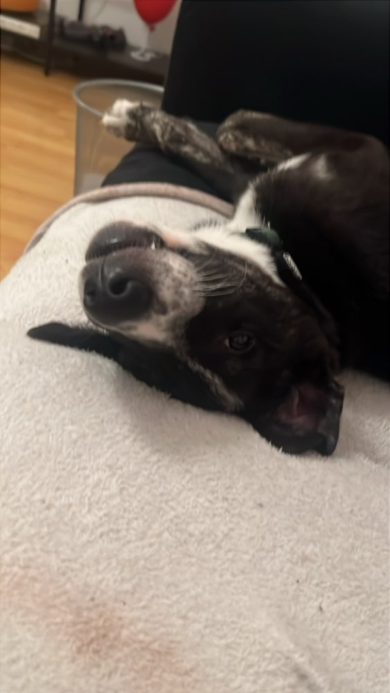 Hundetreffen-Social walk/ sozialisierung-Profilbild