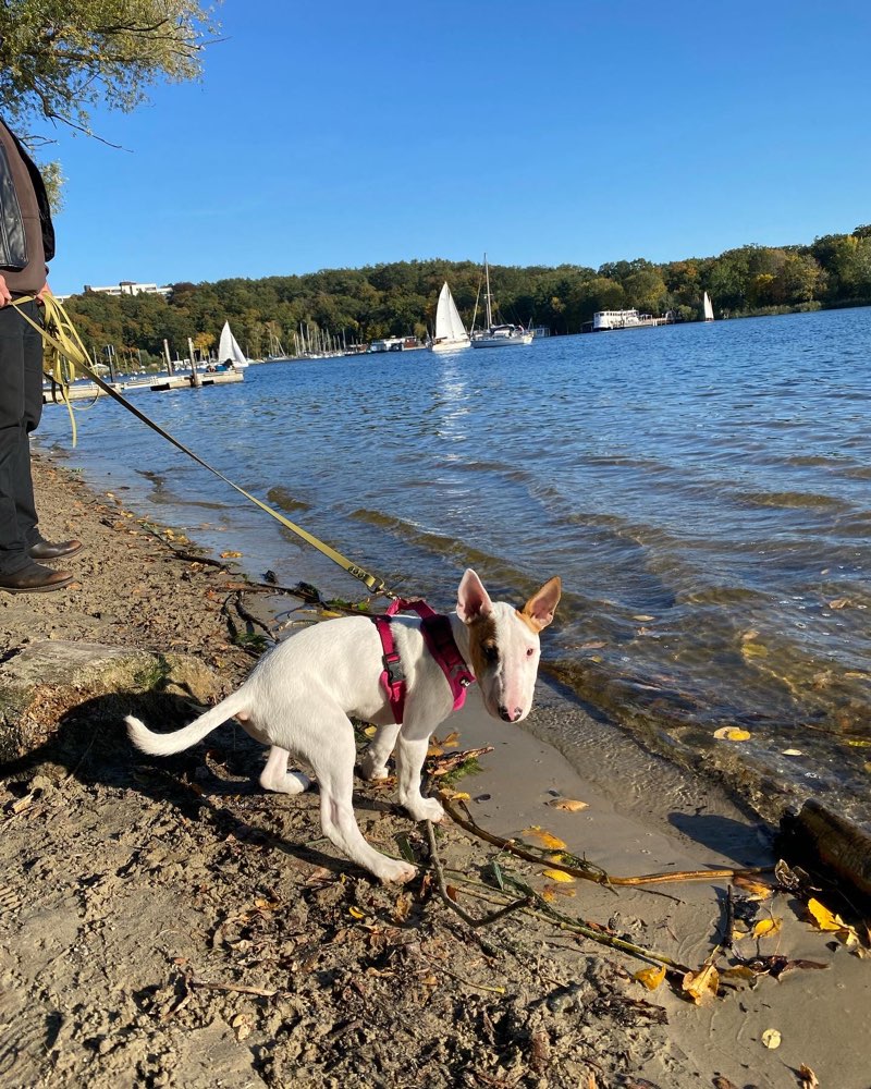 Hundetreffen-Suche Minibullis in Berlin zwecks Treffen-Profilbild