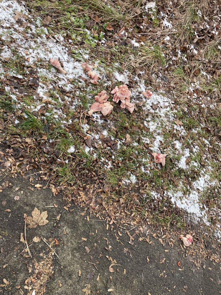 Giftköder-Rohe Hähnchenschenkel-Profilbild