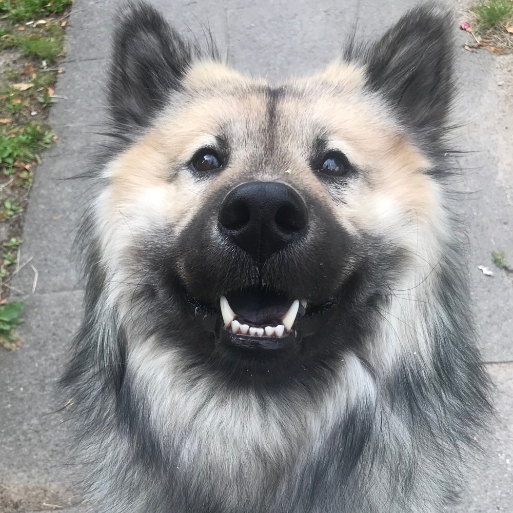 Hundetreffen-Gassi Kumpel in Barmbek-Profilbild