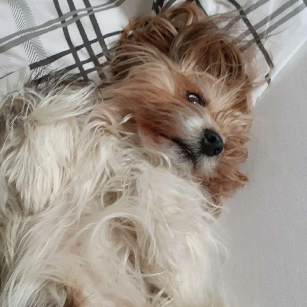 Hundetreffen-Wir suchen ein paar Spielkameraden-Profilbild