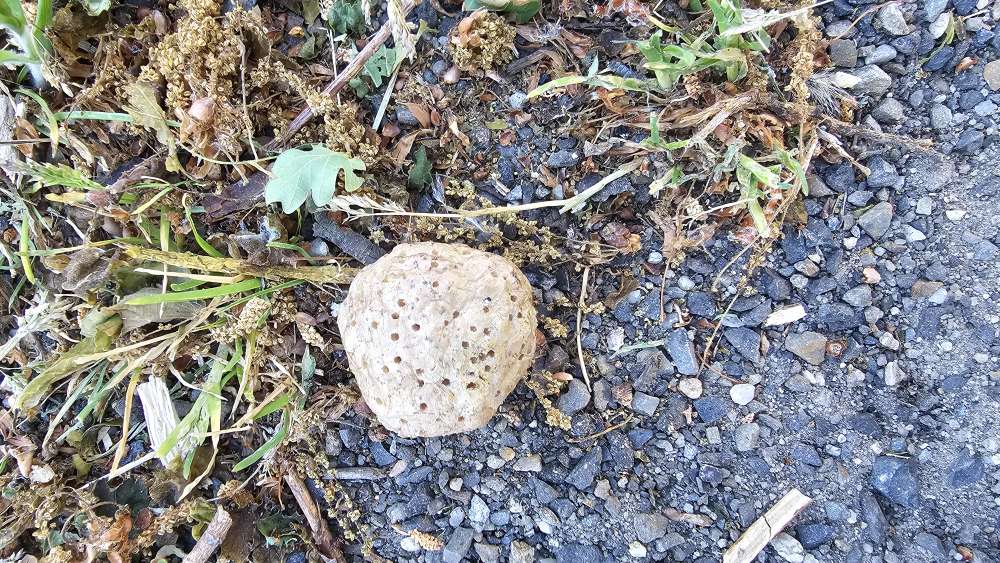 Giftköder-Mögliche Giftköder-Profilbild