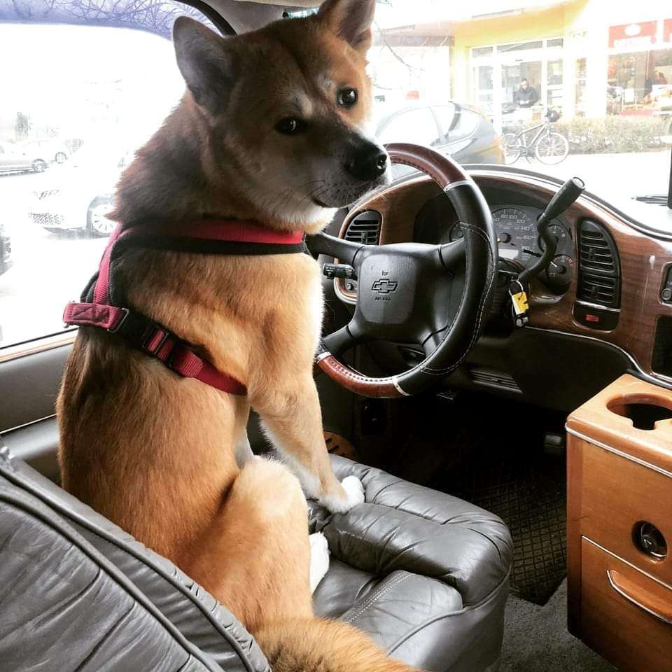 Hundetreffen-Junghunde treffen in Garten.-Profilbild