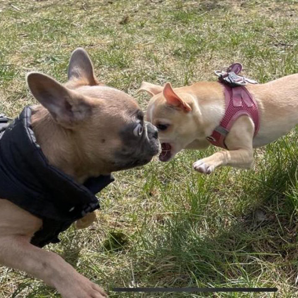 Hundetreffen-WhatsApp Welpengruppe wer mag dabei sein?🥰-Profilbild