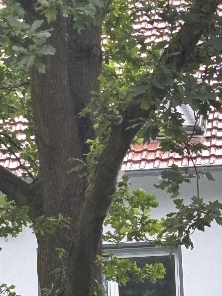 Giftköder-Eichen-Prozessionsspinner-Profilbild