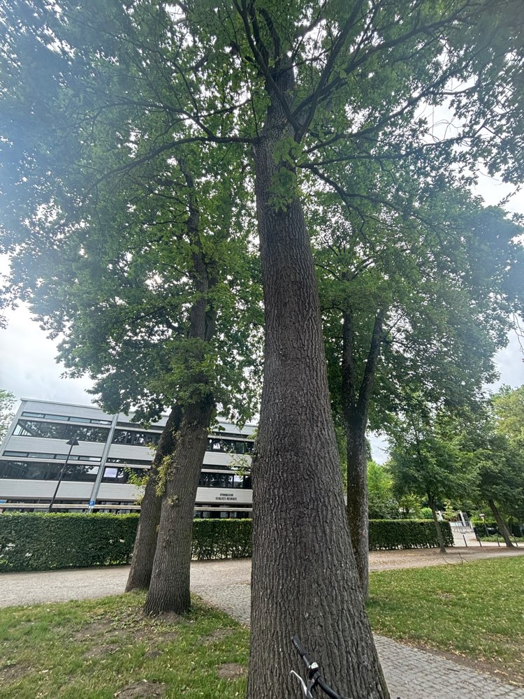 Giftköder-Eichenprozessionsspinner-Profilbild