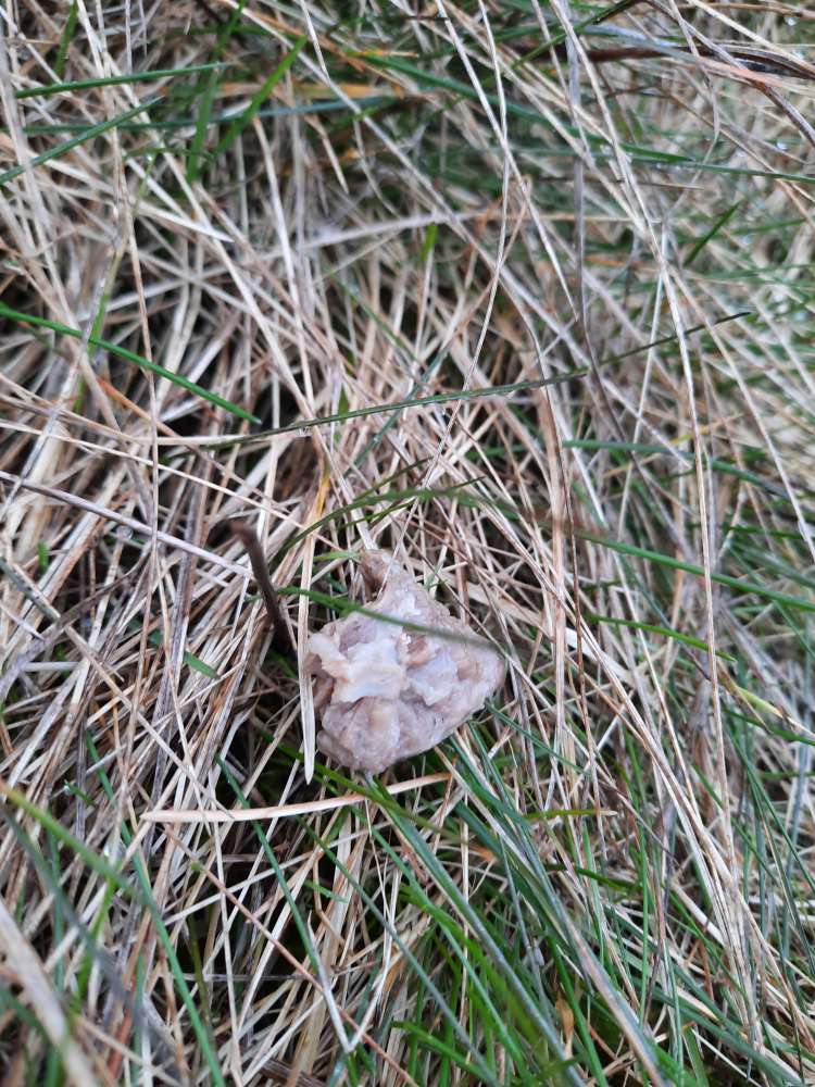 Giftköder-Ausgelegtes Fleisch-Profilbild