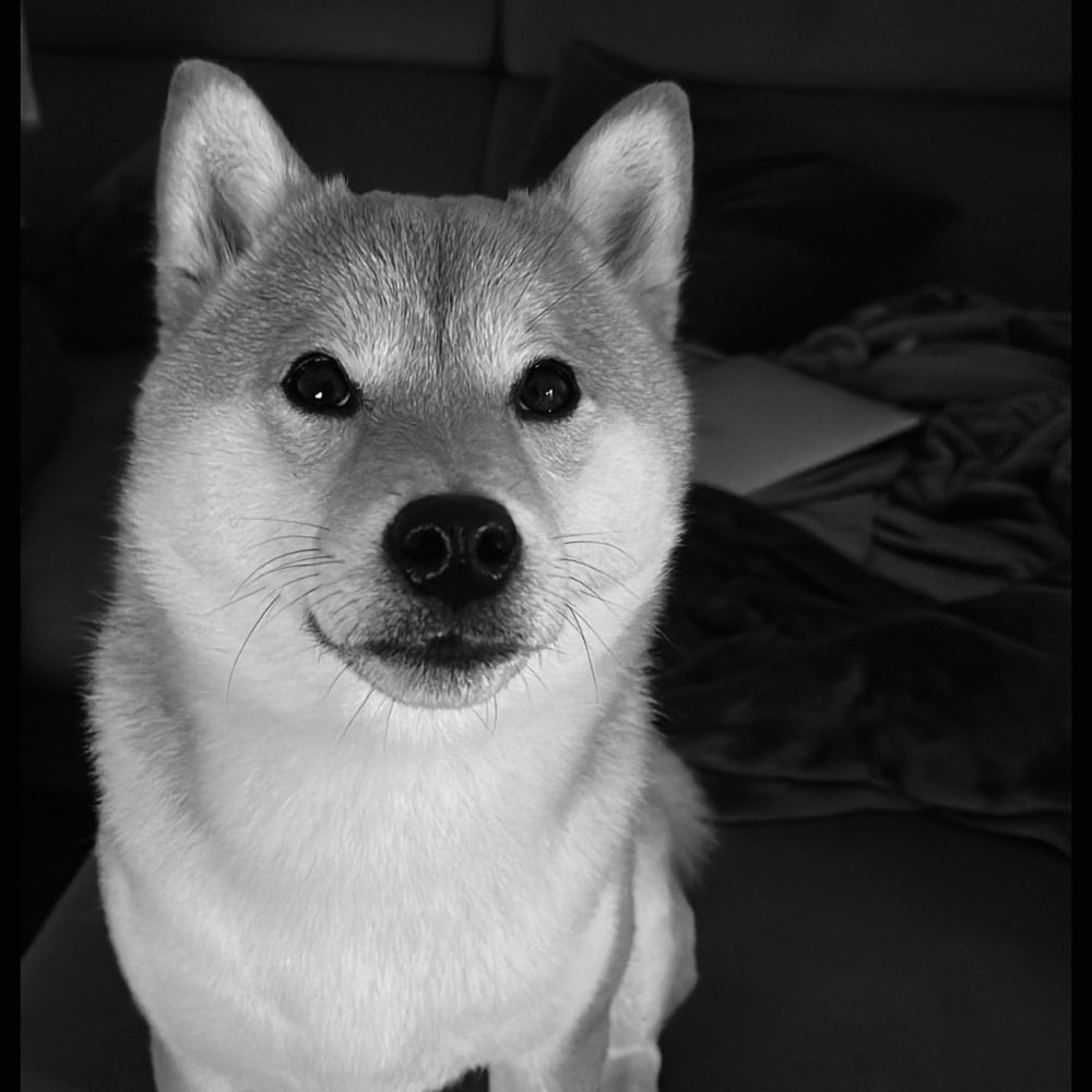 Hundetreffen-Gemeinsames spazieren :)-Profilbild