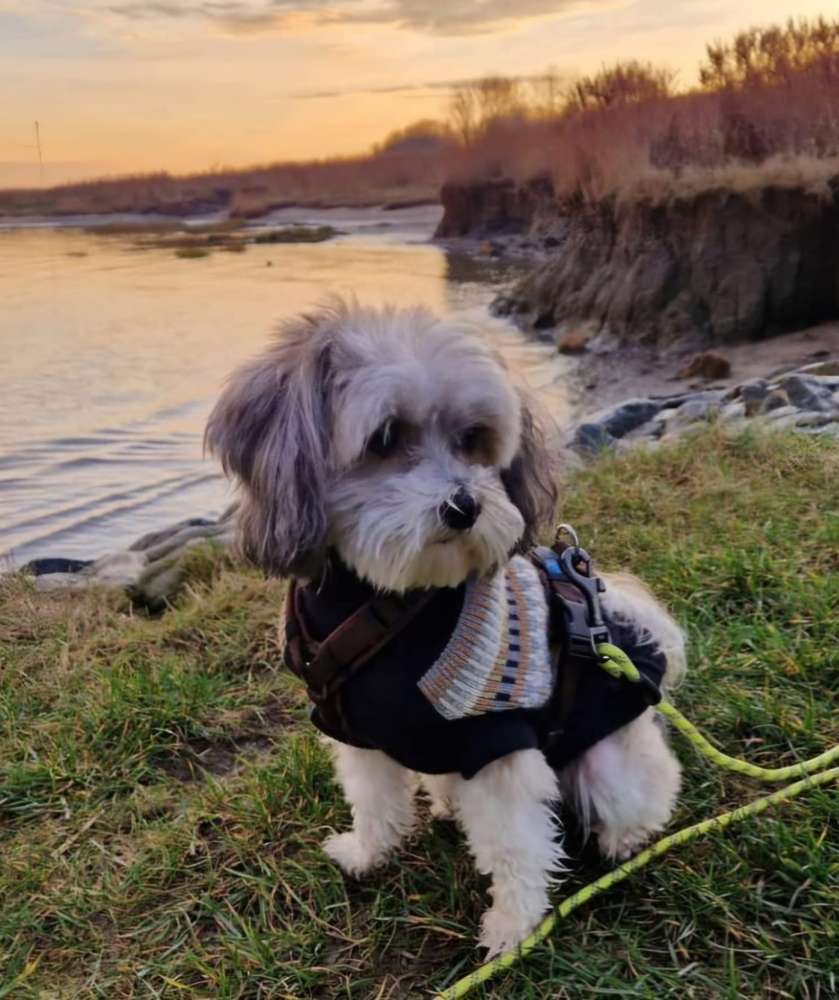 Hundetreffen-Mönchengladbach Venn, Holt, Hardt, Poeth-Profilbild