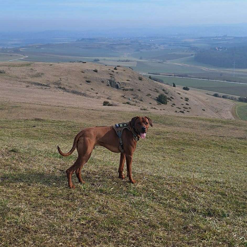 Hundetreffen-Suche Rhodesian Ridgeback Treffen in und um Ingolstadt  !!!-Profilbild