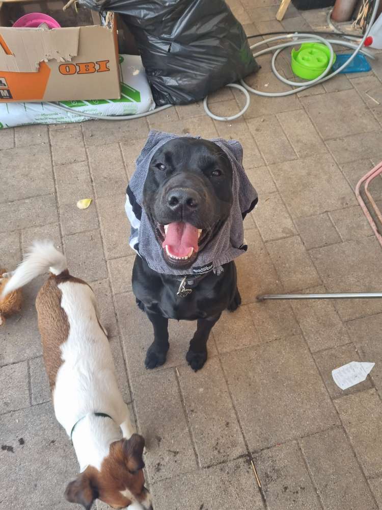 Hundetreffen-Spielen und trainieren/ ein wenig Unterstützung gesucht-Profilbild