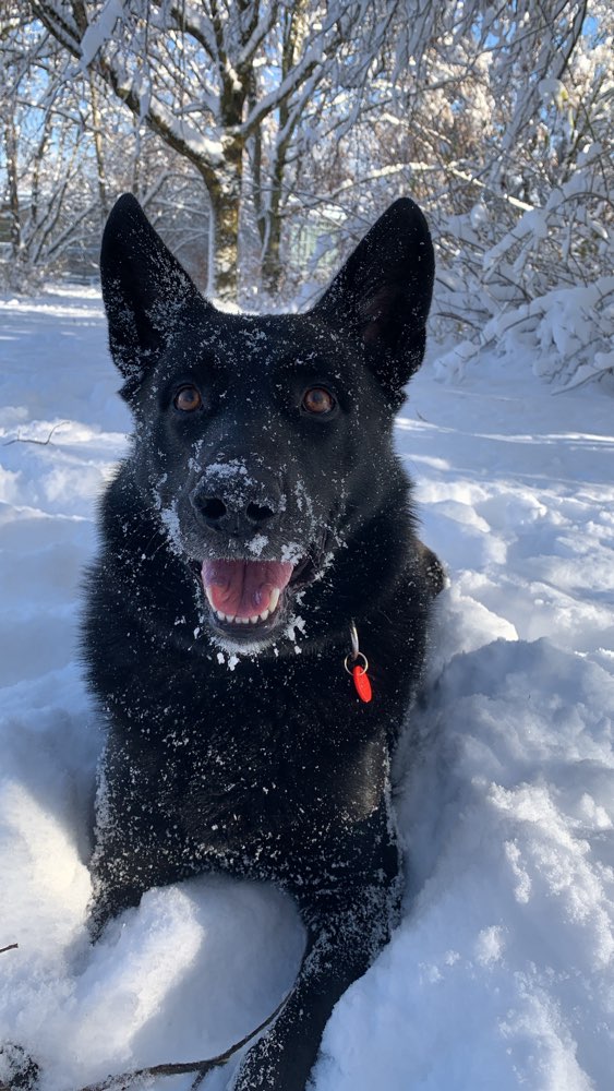 Hundetreffen-Gassi / Spielen-Profilbild