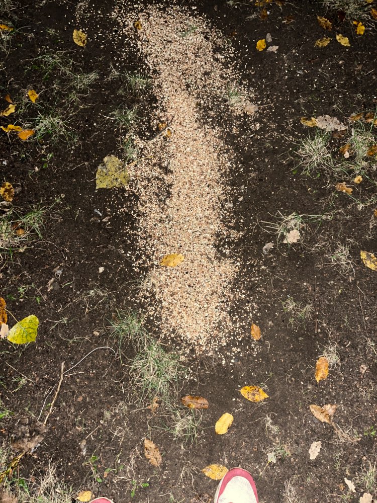 Giftköder-Streufutter möglicherweise Vogelfutter-Profilbild