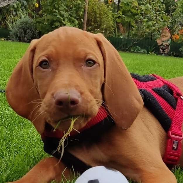 Hundetreffen-Vizsla Welpe 14Wochen, sucht Spielkumpel's-Profilbild