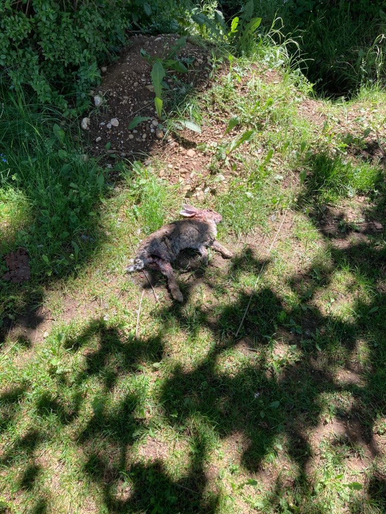 Giftköder-Totes Kaninchen-Profilbild