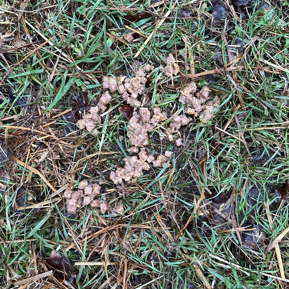 Giftköder-Verstreutes Futter auf einer Wiese-Profilbild