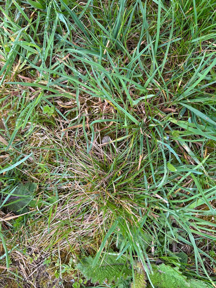 Giftköder-Trockenfutter auf Wiese am Flugfeld-Profilbild