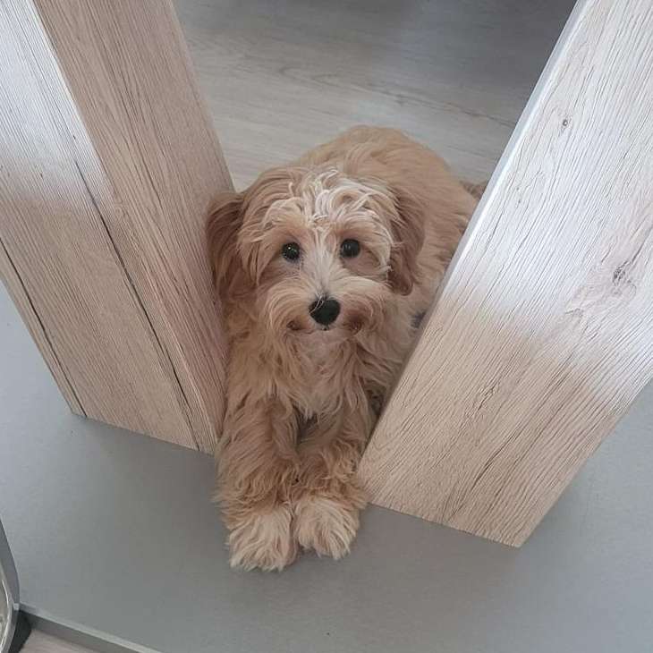 Hundetreffen-Spiel/Trainingspartner-Profilbild