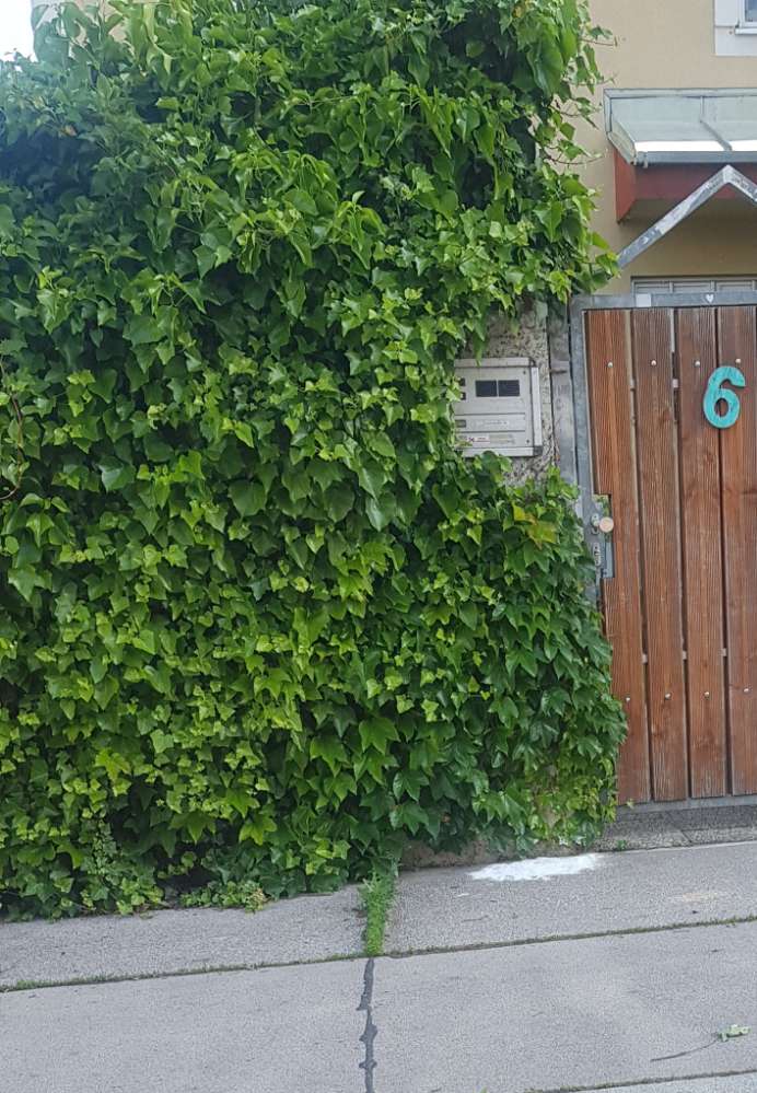 Giftköder-Weißes Pulver-Profilbild