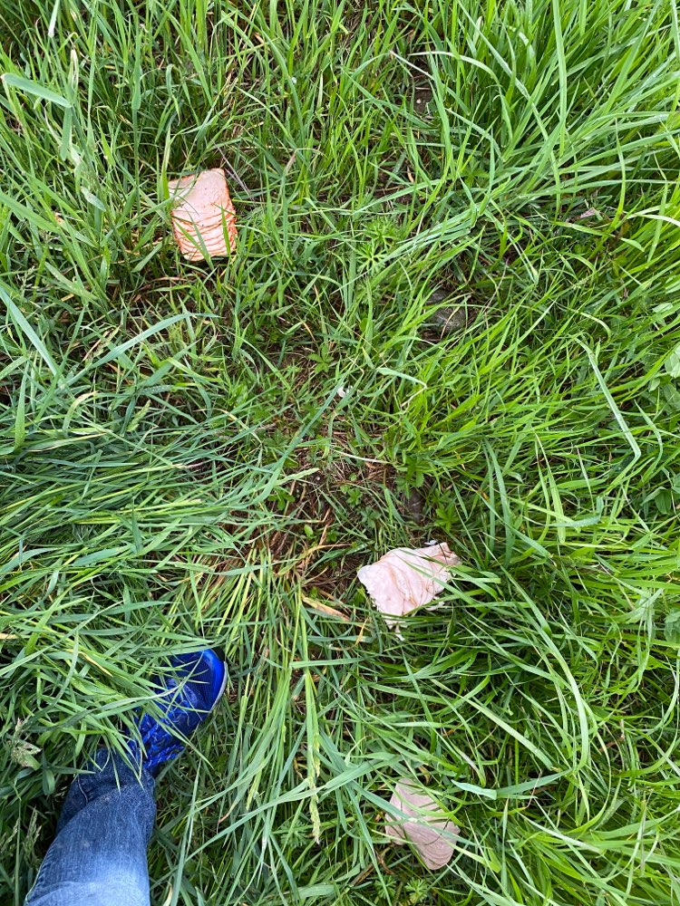 Giftköder-Möglicher Giftköder, grünwald-Profilbild