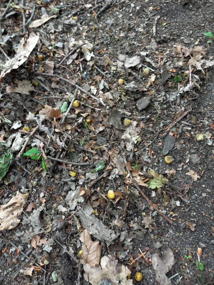 Giftköder-Giftköder evtl Mais mischung-Profilbild