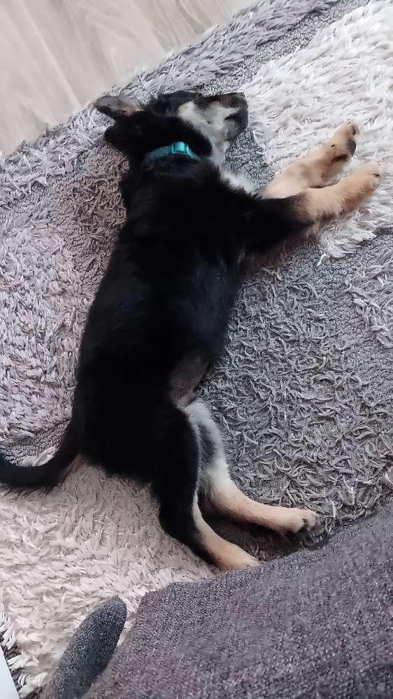 Hundetreffen-Balou brauch Freunde :)-Profilbild