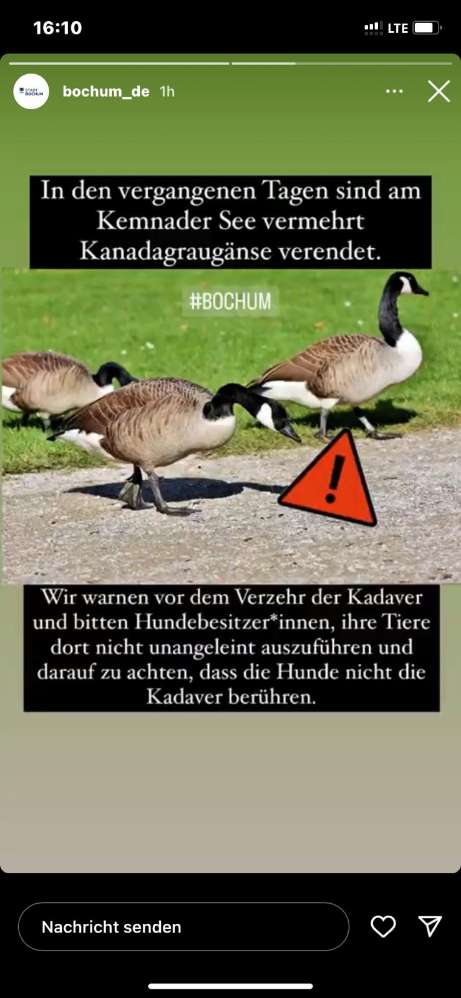 Giftköder-Gänsekadaver-Profilbild