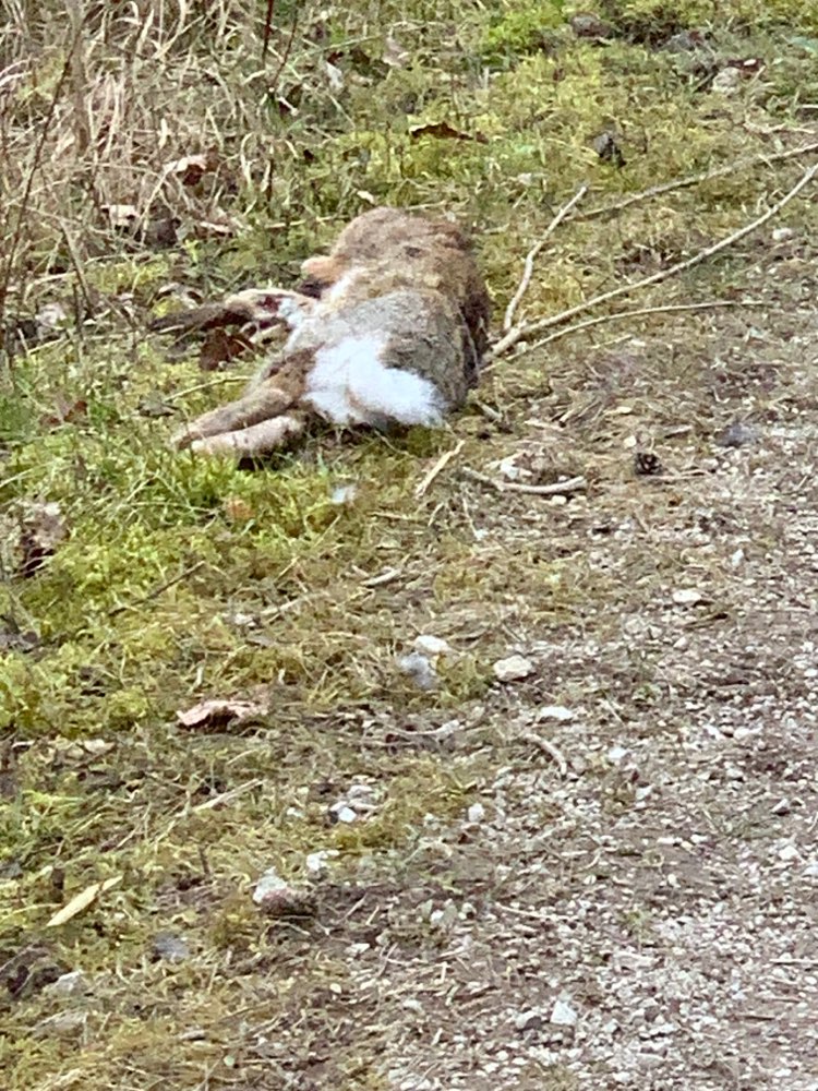 Giftköder-Toter Hase-Profilbild