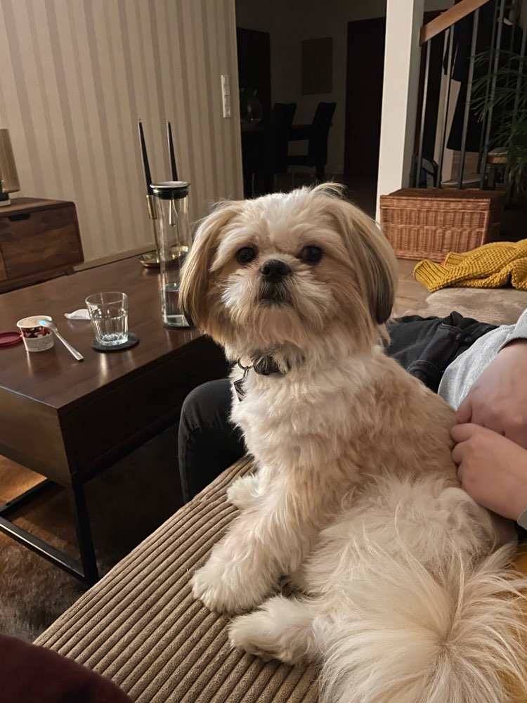 Hundetreffen-Treffen kleiner Rassen-Profilbild