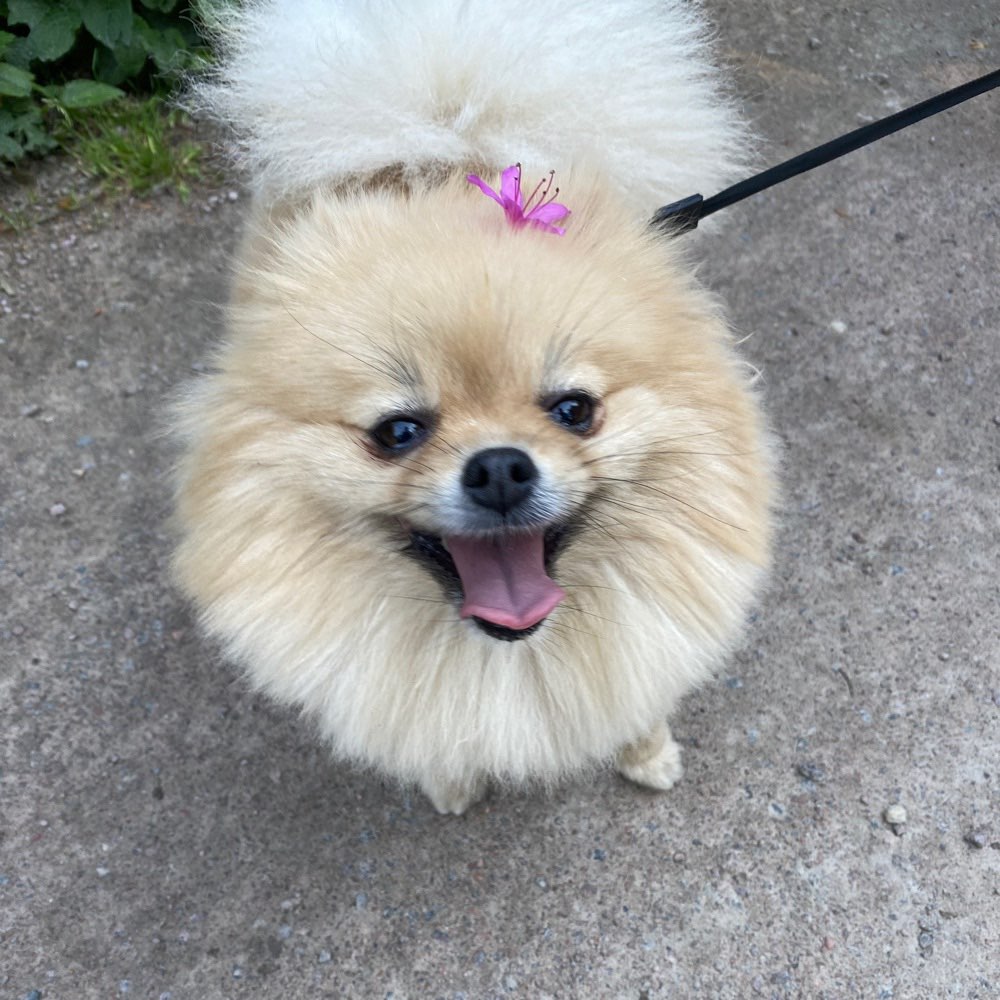 Hundetreffen-Freund/in gesucht für Giny-Profilbild