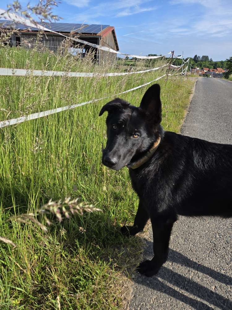 Hundetreffen-Gassi-Buddys gesucht!-Profilbild