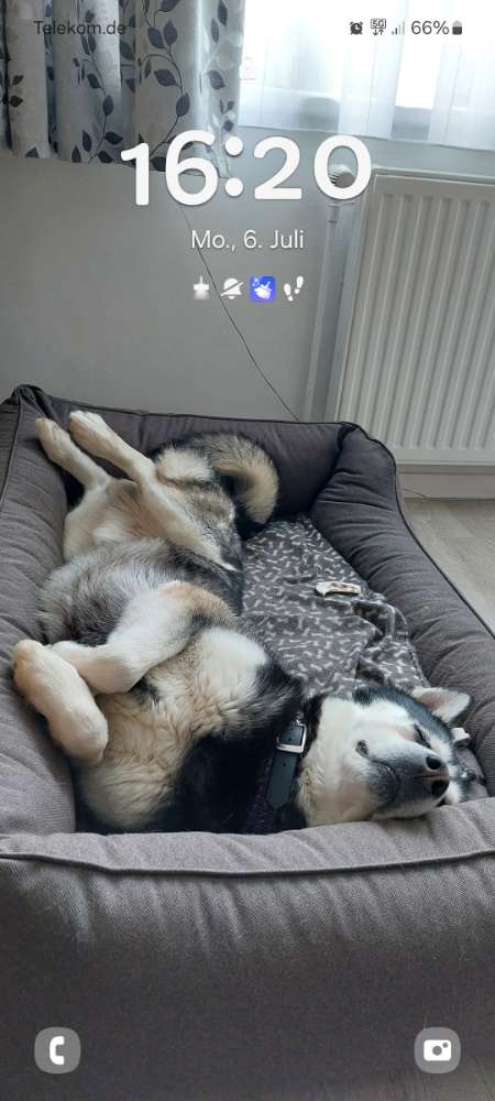 Hundetreffen-Husky  Treffen Barmstedt Brunnenstr-Profilbild